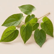 Epimedium